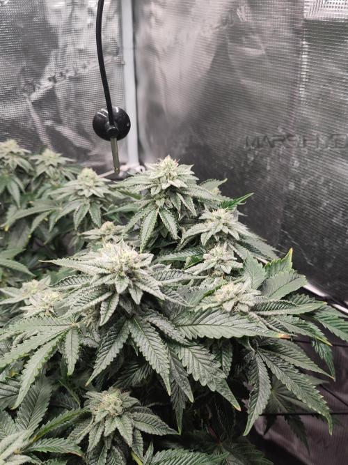 OG Kush #006. Week 13