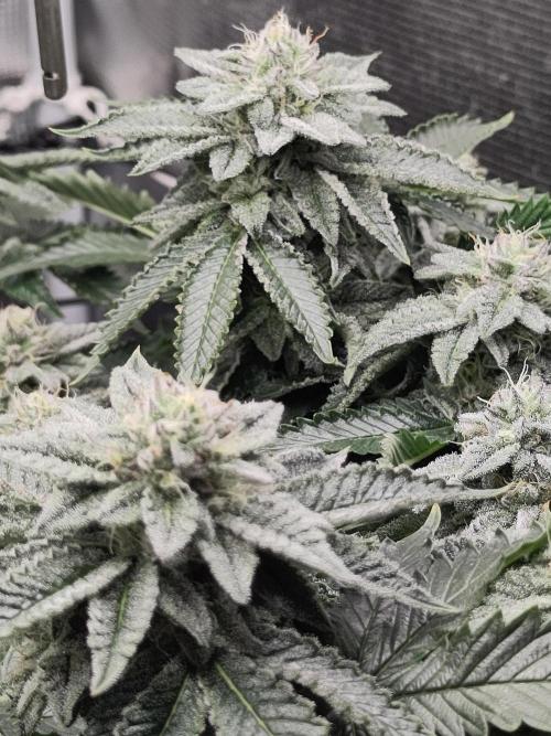 OG Kush #006. Week 13