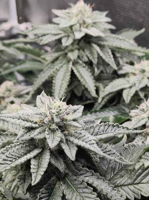 OG Kush #006. Week 13