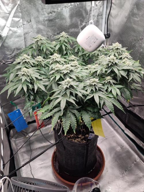 OG Kush #006. Week 13