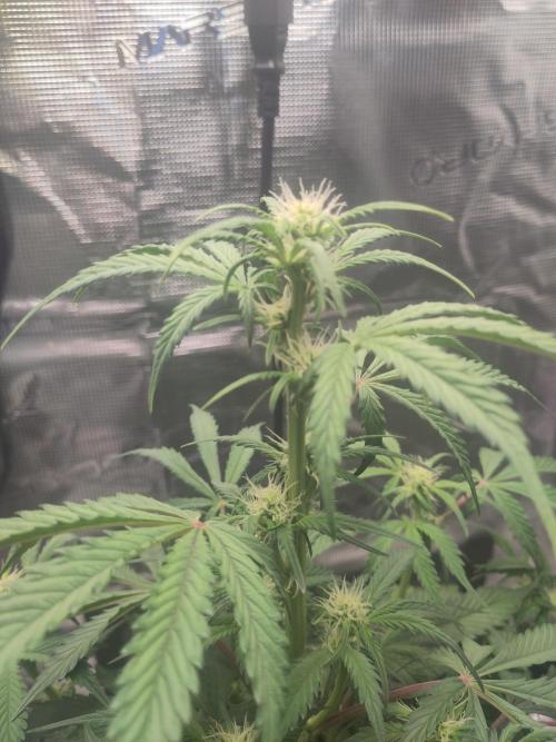 Banana OG Auto #007. Week 5