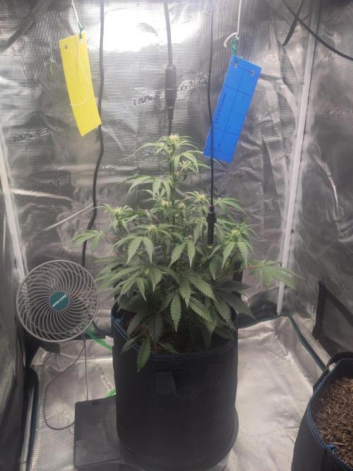 Banana OG Auto #007. Week 5