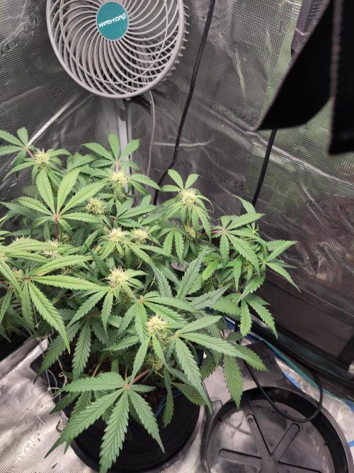 Banana OG Auto #007. Week 6