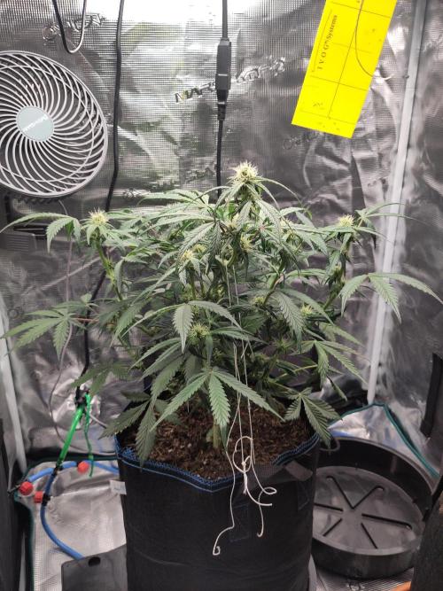 Banana OG Auto #007. Week 6