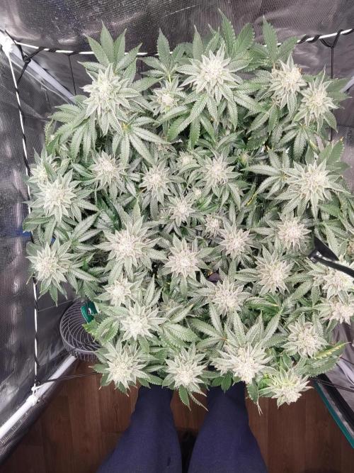 OG Kush #006. Week 14