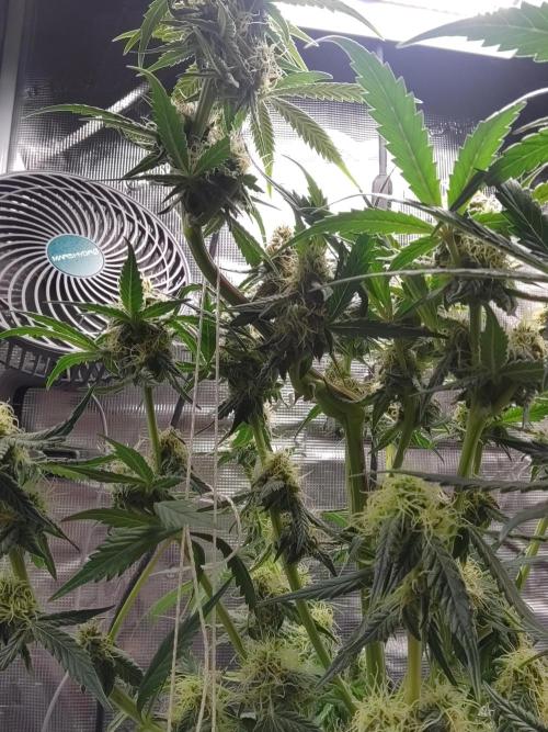 Banana OG Auto #007. Week 7