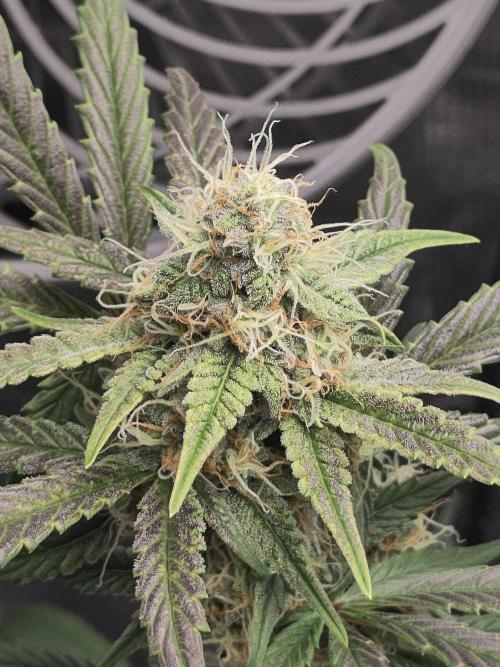 Banana OG Auto #007. Week 7