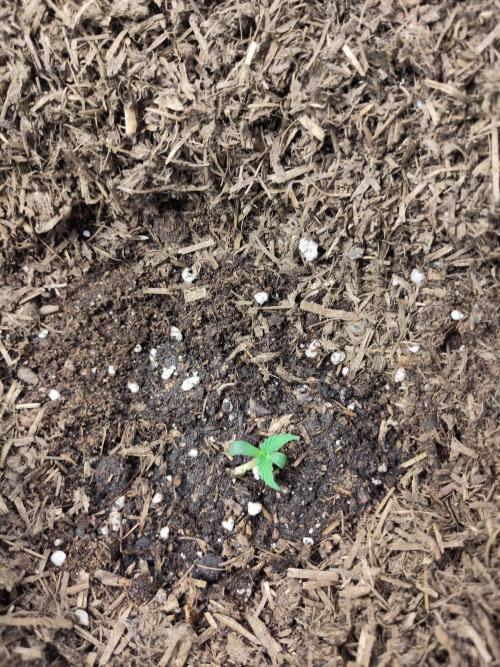 Gorilla Z #009. Week 0