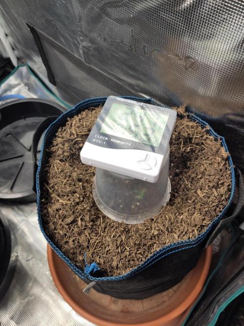 Gorilla Z #009. Week 0