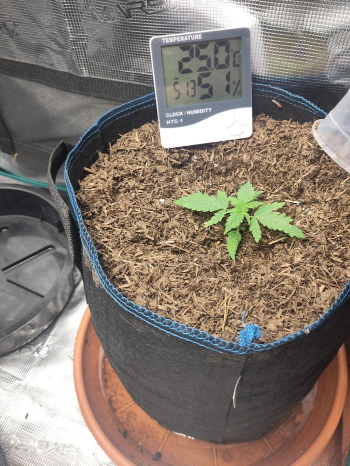 Gorilla Z #009. Week 1