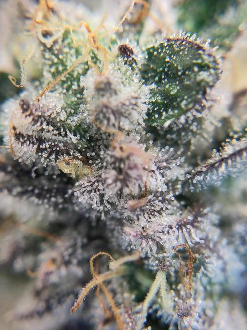 OG Kush #006. Week 15