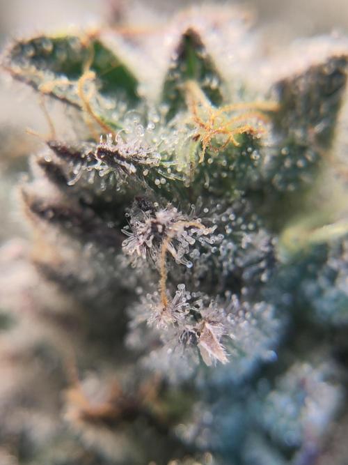 OG Kush #006. Week 15