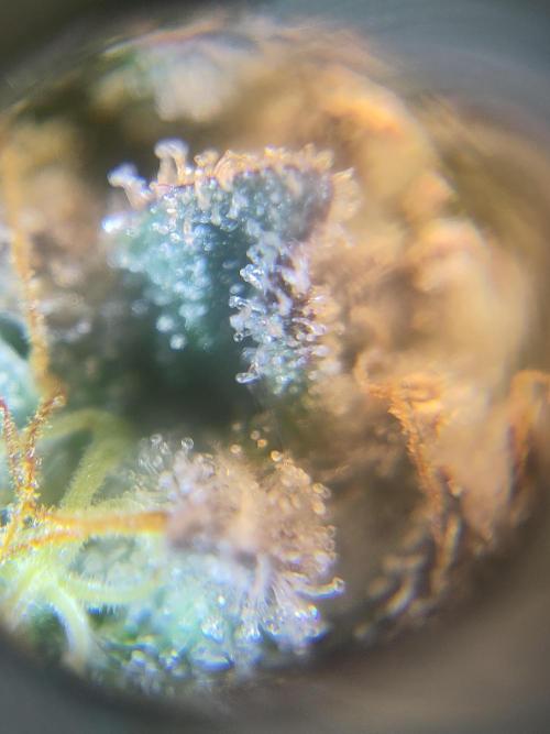 OG Kush #006. Week 15