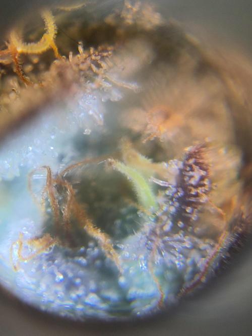 OG Kush #006. Week 15