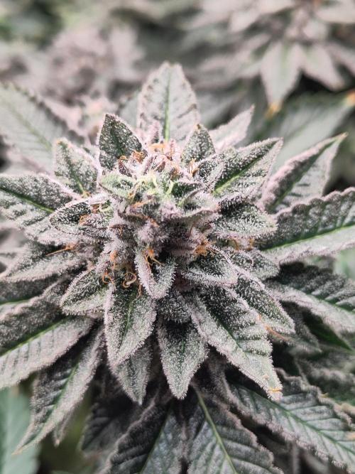 OG Kush #006. Week 15