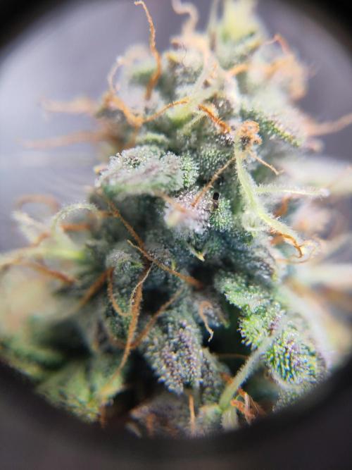 Banana OG Auto #007. Week 8