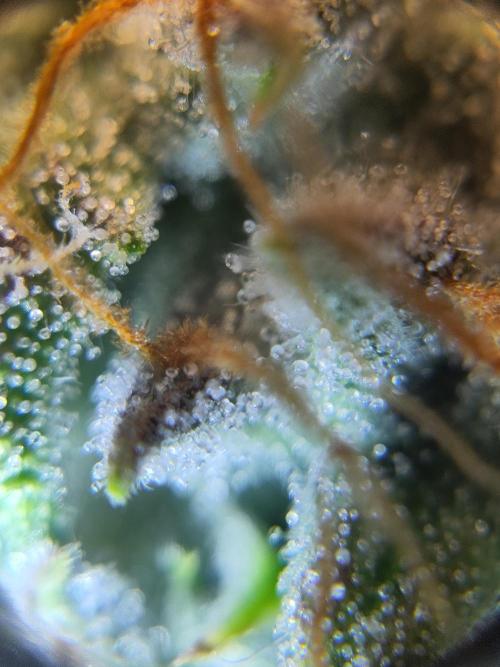 Banana OG Auto #007. Week 8