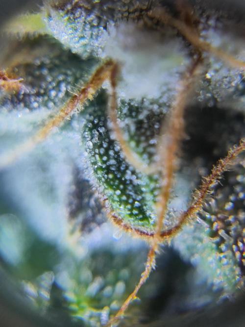 Banana OG Auto #007. Week 8