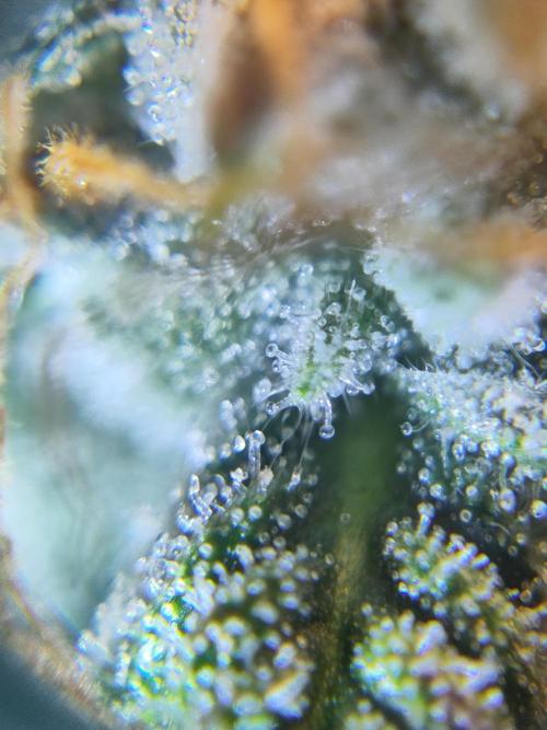 Banana OG Auto #007. Week 8