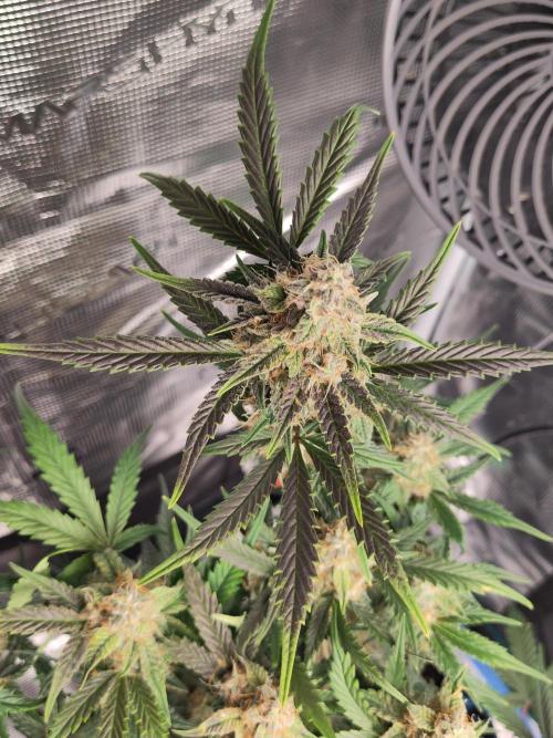 Banana OG Auto #007. Week 8