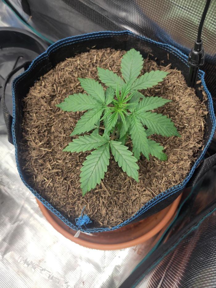 Gorilla Z #009. Week 2