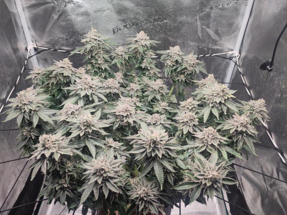 OG Kush #006. Week 16