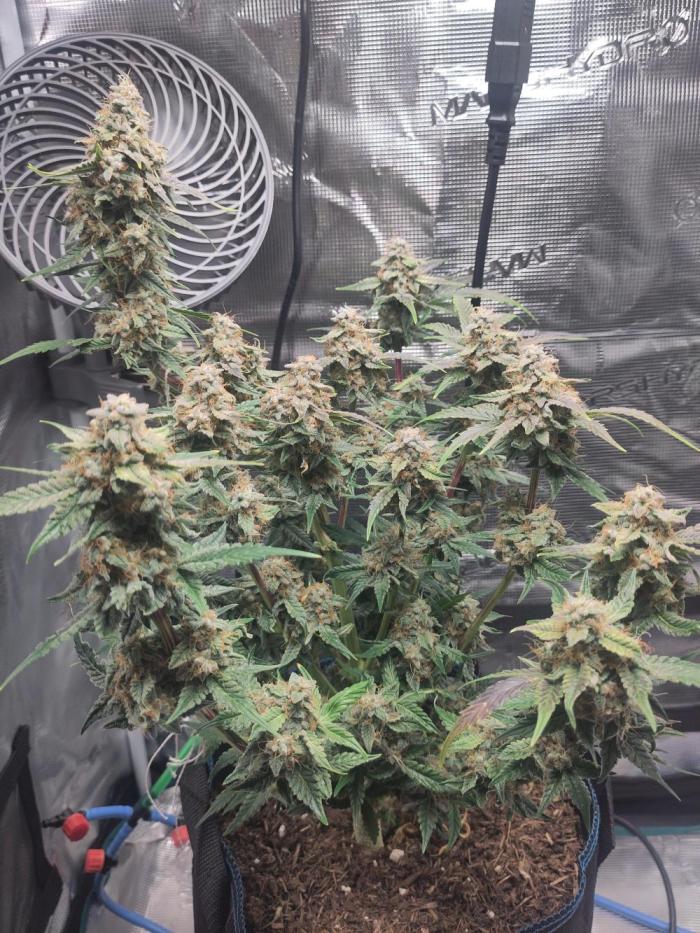 Banana OG Auto #007. Week 9