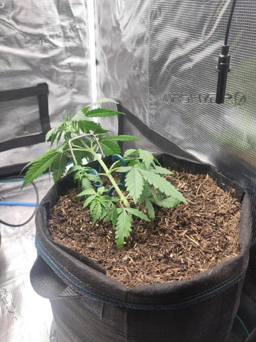 Gorilla Z #009. Week 3