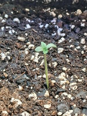 Comment by Kyle420greenery photo #1