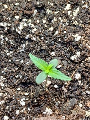 Comment by Kyle420greenery photo #1