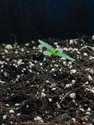 Comment by Kyle420greenery photo #2