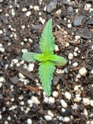 Comment by Kyle420greenery photo #1