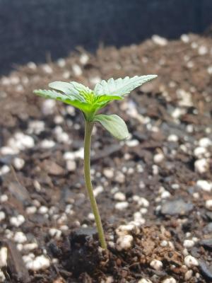Comment by Kyle420greenery photo #2