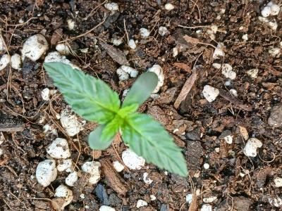 Comment by Kyle420greenery photo #1