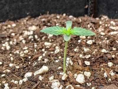 Comment by Kyle420greenery photo #3