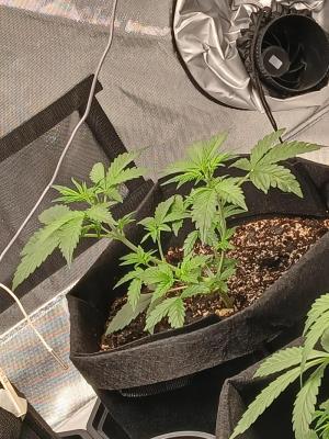 Comment by Kyle420greenery photo #2