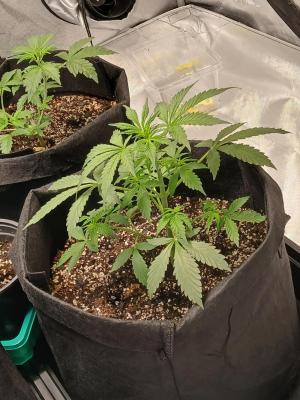 Comment by Kyle420greenery photo #3