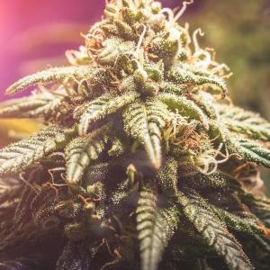 Comment by Kyle420greenery photo #1