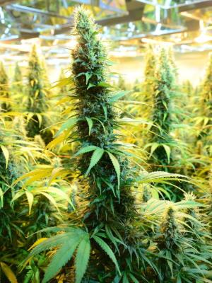 Comment by Kyle420greenery photo #2