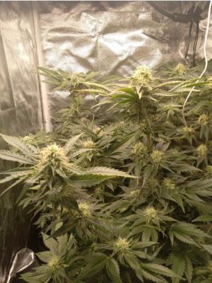 Comment by Kyle420greenery photo #4