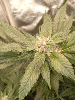 Comment by Kyle420greenery photo #5