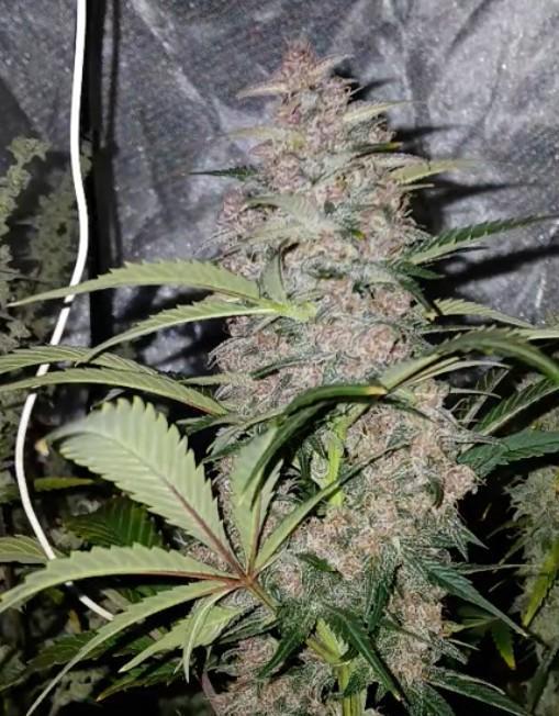 Divine seeds global auto contest. Week 6 - Amazing grow