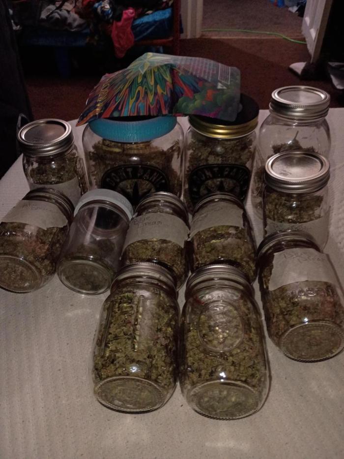 Divine seeds global auto contest. Week 7 - Great run amazing harvest