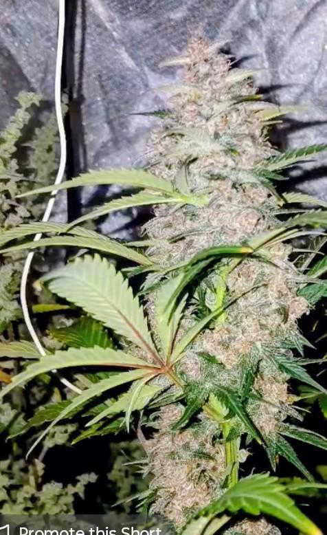 Supreme seeds. Week 8 - Great grow would recommend this one to anybody.