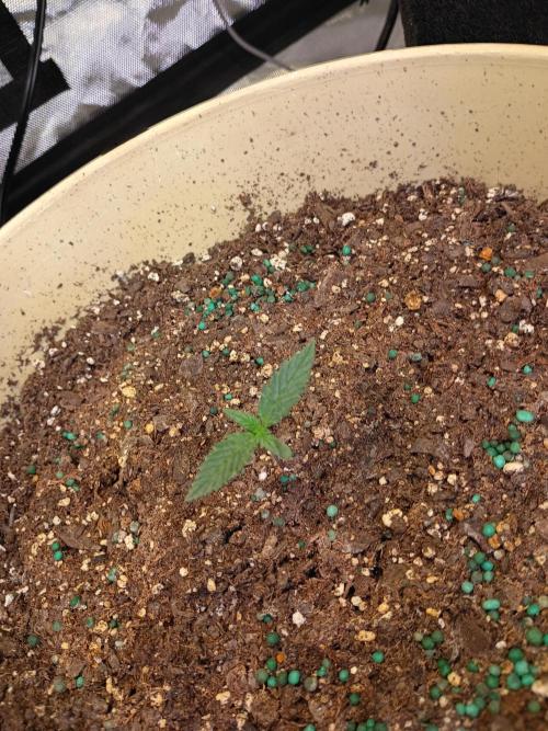 Seed supreme run#4. Week 1 - Cinderella 99 #2