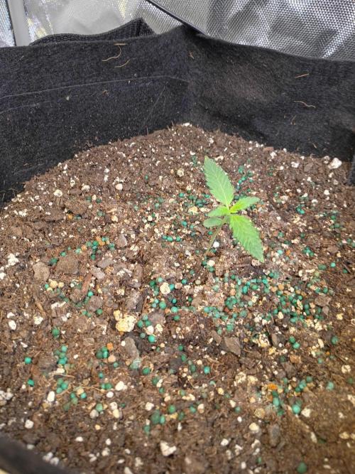 Seed supreme run#4. Week 1 - Cinderella 99 #3