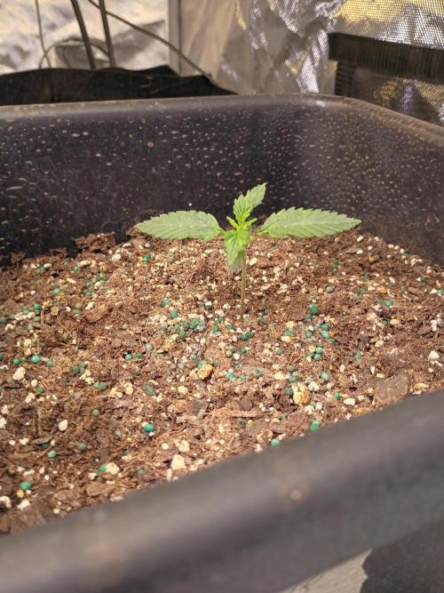 Seed supreme run#4. Week 1 - Cinderella 99 #4