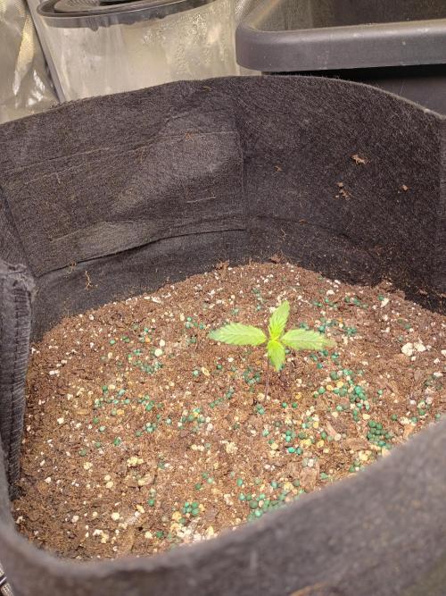 Seed supreme run#4. Week 1 - Cinderella 99 #5