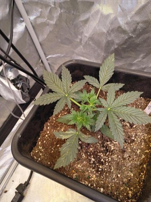 Seed supreme run#4. Week 2 - Went ahead and topped her at the 3rd node due to how fast this lady is exploding