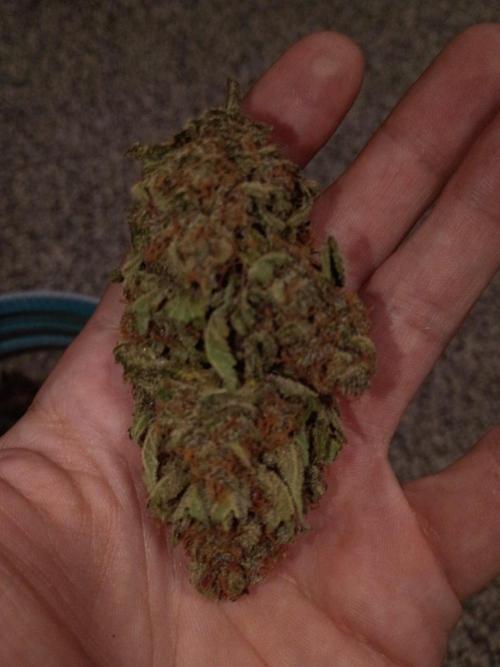Exotic strains from 42 fast buds!!. Week 7 - After a couple days of cure